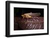 Multicolored Katydid, Yasuni NP, Amazon Rainforest, Ecuador-Pete Oxford-Framed Photographic Print