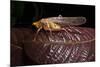 Multicolored Katydid, Yasuni NP, Amazon Rainforest, Ecuador-Pete Oxford-Mounted Premium Photographic Print