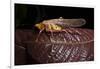 Multicolored Katydid, Yasuni NP, Amazon Rainforest, Ecuador-Pete Oxford-Framed Photographic Print