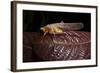 Multicolored Katydid, Yasuni NP, Amazon Rainforest, Ecuador-Pete Oxford-Framed Photographic Print