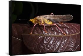 Multicolored Katydid, Yasuni NP, Amazon Rainforest, Ecuador-Pete Oxford-Framed Stretched Canvas