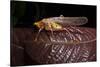 Multicolored Katydid, Yasuni NP, Amazon Rainforest, Ecuador-Pete Oxford-Stretched Canvas