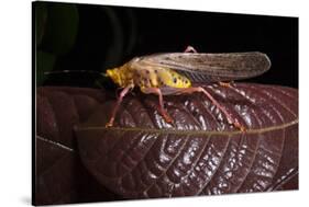 Multicolored Katydid, Yasuni NP, Amazon Rainforest, Ecuador-Pete Oxford-Stretched Canvas