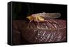 Multicolored Katydid, Yasuni NP, Amazon Rainforest, Ecuador-Pete Oxford-Framed Stretched Canvas