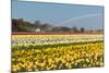 Multicolored Narcissus Field in Holland-topdeq-Mounted Photographic Print