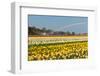 Multicolored Narcissus Field in Holland-topdeq-Framed Photographic Print