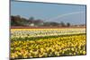 Multicolored Narcissus Field in Holland-topdeq-Mounted Photographic Print