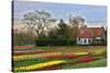 Multicolored Tulips Field in Keukenhof, the Netherlands-sborisov-Stretched Canvas