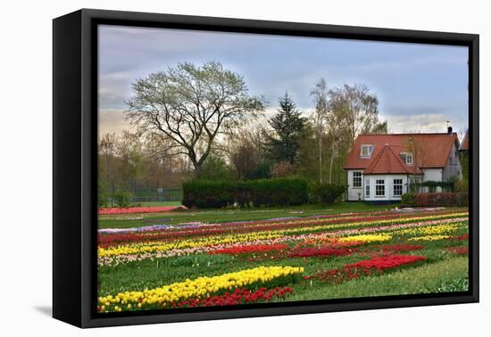 Multicolored Tulips Field in Keukenhof, the Netherlands-sborisov-Framed Stretched Canvas