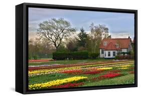 Multicolored Tulips Field in Keukenhof, the Netherlands-sborisov-Framed Stretched Canvas