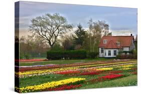 Multicolored Tulips Field in Keukenhof, the Netherlands-sborisov-Stretched Canvas
