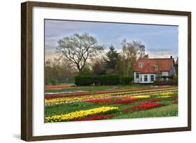 Multicolored Tulips Field in Keukenhof, the Netherlands-sborisov-Framed Photographic Print