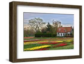 Multicolored Tulips Field in Keukenhof, the Netherlands-sborisov-Framed Photographic Print