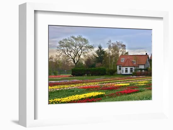 Multicolored Tulips Field in Keukenhof, the Netherlands-sborisov-Framed Photographic Print