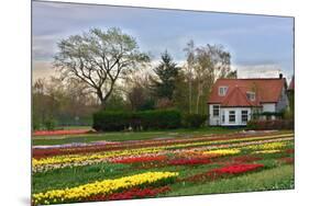 Multicolored Tulips Field in Keukenhof, the Netherlands-sborisov-Mounted Photographic Print