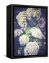 Multicoloured Blossoming Hydrangeas (Hydrangea-Frina-Framed Stretched Canvas