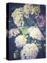 Multicoloured Blossoming Hydrangeas (Hydrangea-Frina-Stretched Canvas