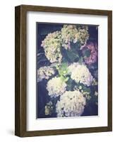 Multicoloured Blossoming Hydrangeas (Hydrangea-Frina-Framed Photographic Print