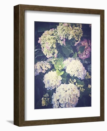 Multicoloured Blossoming Hydrangeas (Hydrangea-Frina-Framed Photographic Print