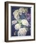 Multicoloured Blossoming Hydrangeas (Hydrangea-Frina-Framed Photographic Print