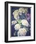 Multicoloured Blossoming Hydrangeas (Hydrangea-Frina-Framed Photographic Print