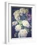 Multicoloured Blossoming Hydrangeas (Hydrangea-Frina-Framed Photographic Print