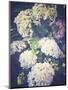 Multicoloured Blossoming Hydrangeas (Hydrangea-Frina-Mounted Photographic Print