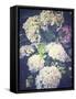 Multicoloured Blossoming Hydrangeas (Hydrangea-Frina-Framed Stretched Canvas