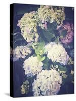 Multicoloured Blossoming Hydrangeas (Hydrangea-Frina-Stretched Canvas