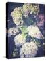 Multicoloured Blossoming Hydrangeas (Hydrangea-Frina-Stretched Canvas