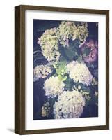 Multicoloured Blossoming Hydrangeas (Hydrangea-Frina-Framed Photographic Print