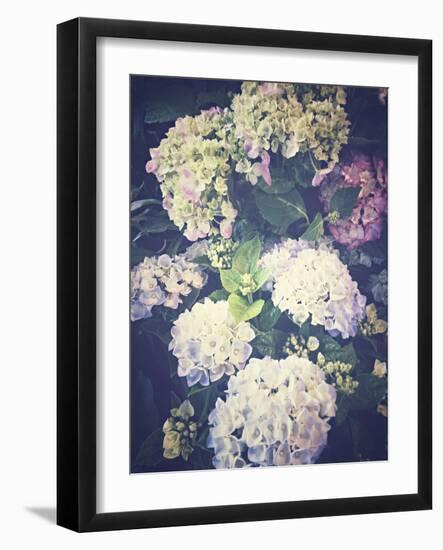 Multicoloured Blossoming Hydrangeas (Hydrangea-Frina-Framed Photographic Print