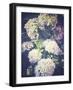 Multicoloured Blossoming Hydrangeas (Hydrangea-Frina-Framed Photographic Print