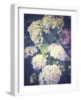 Multicoloured Blossoming Hydrangeas (Hydrangea-Frina-Framed Photographic Print