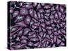 Multiphoton Fluorescence Image of Hela Cells-Stocktrek Images-Stretched Canvas