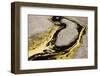 Multiple Colors and Patterns of Geyser Bacteria in Yellowstone National Park, Wyoming-Jay Goodrich-Framed Photographic Print