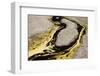 Multiple Colors and Patterns of Geyser Bacteria in Yellowstone National Park, Wyoming-Jay Goodrich-Framed Photographic Print