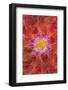 Multiple exposure and rotations on flower.-Adam Jones-Framed Photographic Print