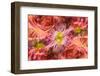 Multiple exposure and rotations on flower.-Adam Jones-Framed Photographic Print