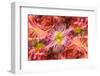 Multiple exposure and rotations on flower.-Adam Jones-Framed Photographic Print