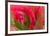 Multiple-Exposure of Bouquet of Red Tulip Flowers-Rona Schwarz-Framed Photographic Print