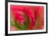 Multiple-Exposure of Bouquet of Red Tulip Flowers-Rona Schwarz-Framed Photographic Print