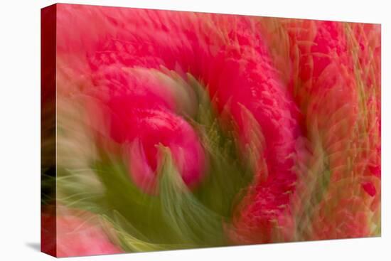 Multiple-Exposure of Bouquet of Red Tulip Flowers-Rona Schwarz-Stretched Canvas