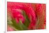 Multiple-Exposure of Bouquet of Red Tulip Flowers-Rona Schwarz-Framed Photographic Print