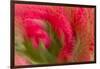 Multiple-Exposure of Bouquet of Red Tulip Flowers-Rona Schwarz-Framed Photographic Print