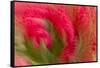 Multiple-Exposure of Bouquet of Red Tulip Flowers-Rona Schwarz-Framed Stretched Canvas