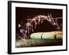 Multiple Exposure of Dick Fosbury in Action During High Jump at Summer Olympics-Michael Rougier-Framed Premium Photographic Print