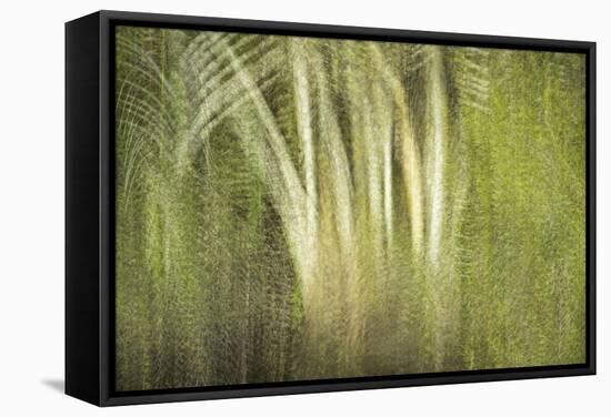 Multiple Exposure of Florida Palm Trees in Water-Rona Schwarz-Framed Stretched Canvas