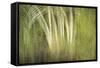 Multiple Exposure of Florida Palm Trees in Water-Rona Schwarz-Framed Stretched Canvas