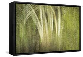 Multiple Exposure of Florida Palm Trees in Water-Rona Schwarz-Framed Stretched Canvas